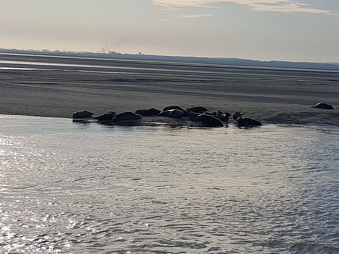 moto-roots-trip-phoques