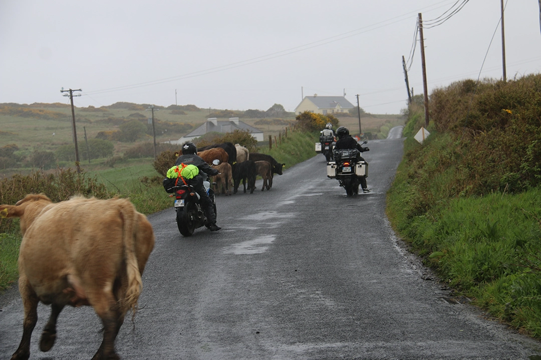 irlande-motoroosttrip-vaches