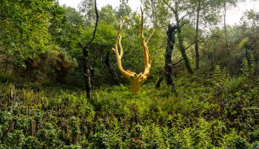 68dd399a72ccc39c9e17c557_arbre-dor-broceliande